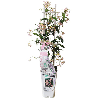 Trachelospermum 'Star of Ibiza' - ↕65cm - Ø15