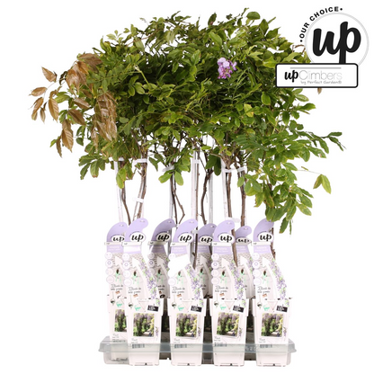 Wisteria Sinensis Caroline - Purple rain - Ø15cm - ↕65cm