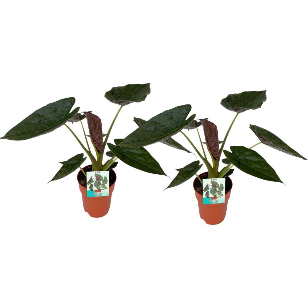 Alocasia Wentii - 2 pieces - Ø19cm - ↕85cm