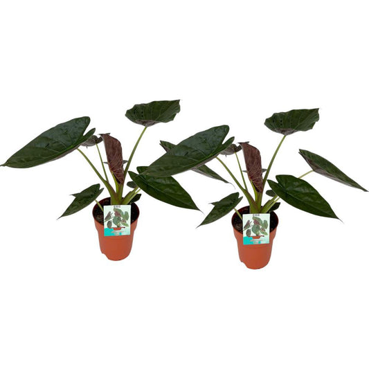 Alocasia Wentii - 2 pieces - Ø19cm - ↕85cm