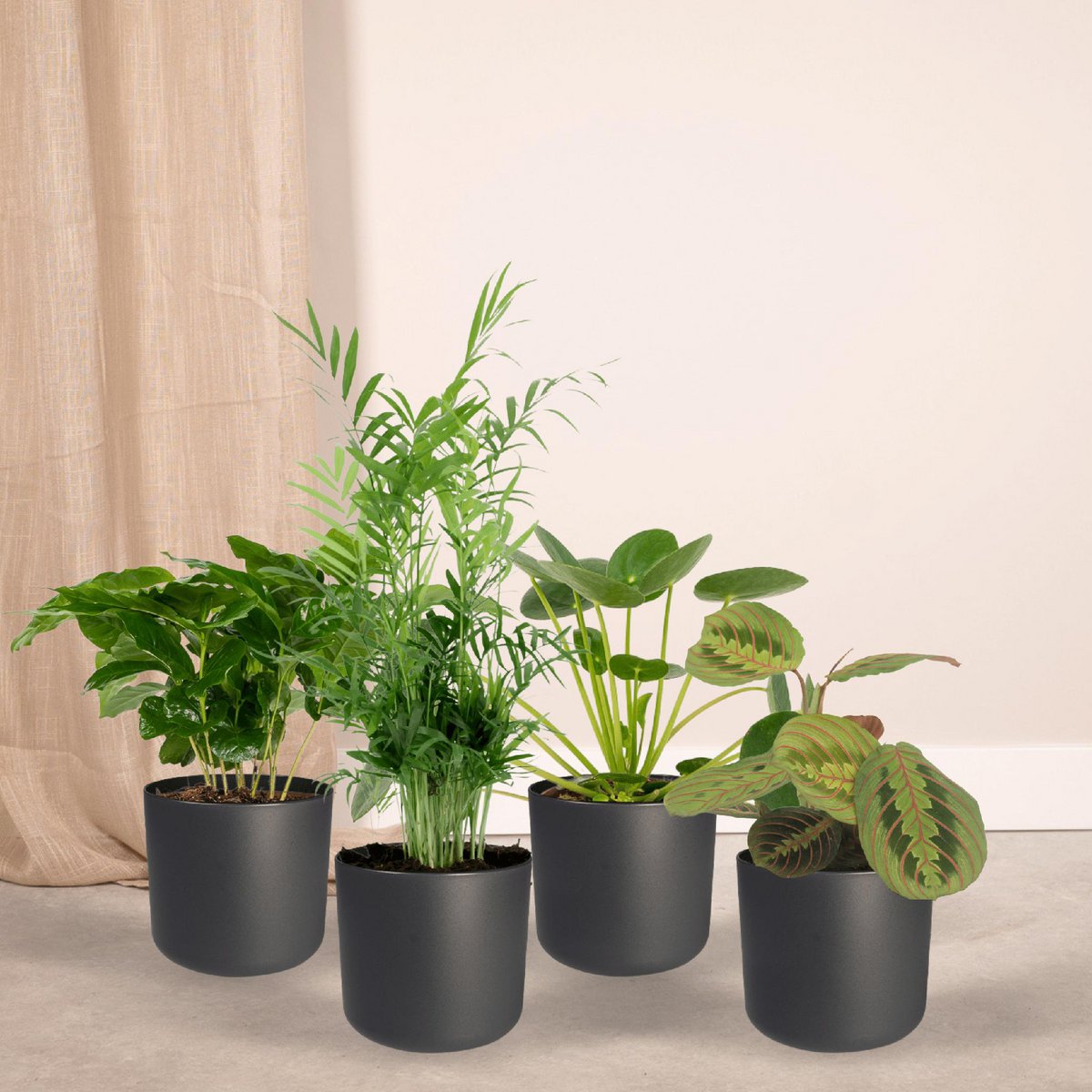 Animal-friendly plant box - 4 houseplants - Ø12cm - Various heights