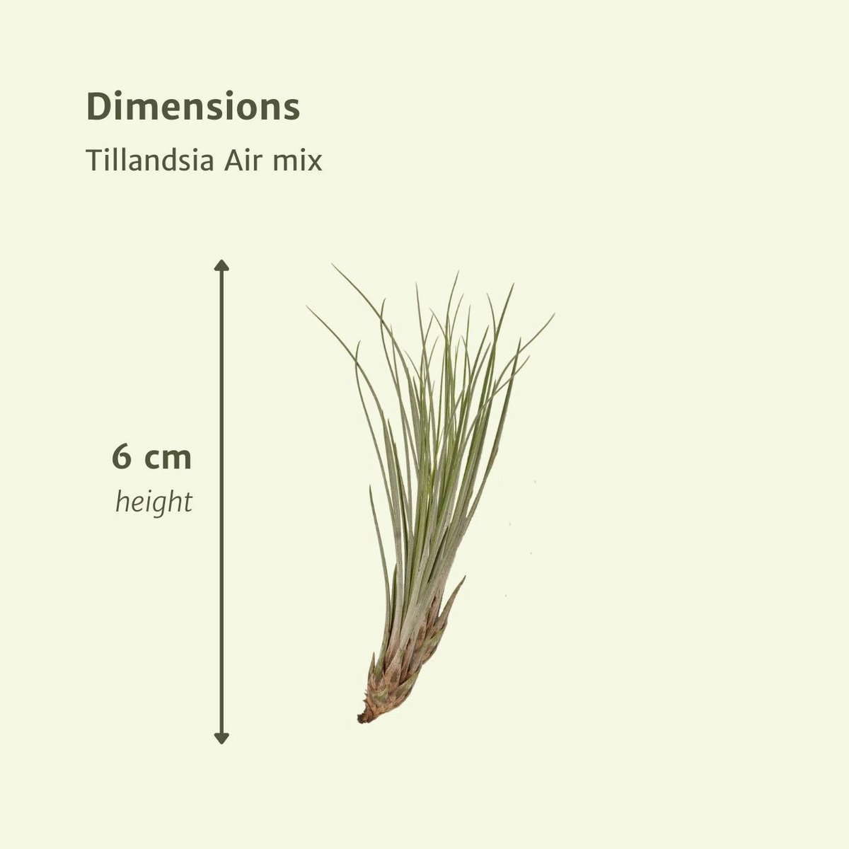 Tillandsia Air mix - 10 pieces - ø6cm - ↕6cm