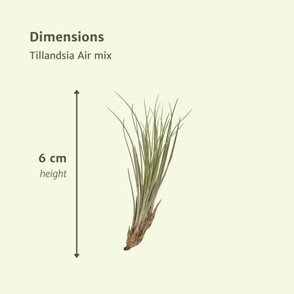 Tillandsia Air mix - 10 pieces - ø6cm - ↕6cm