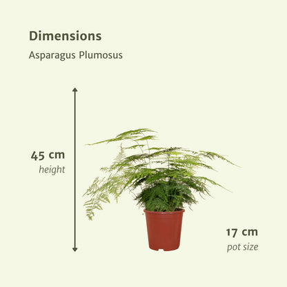 Asparagus Plumosus - Ornamental asparagus - Ø17cm - ↕45cm