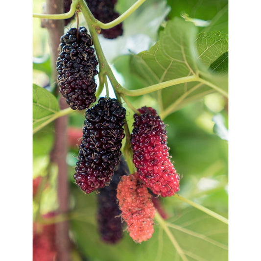 Morus nigra Mulle - Ø13cm - ↕45cm