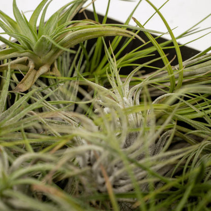 Tillandsia Air mix - 10 pieces - ø6cm - ↕6cm