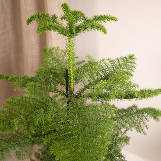 Araucaria - Chamber pine - Ø21cm - ↕70cm