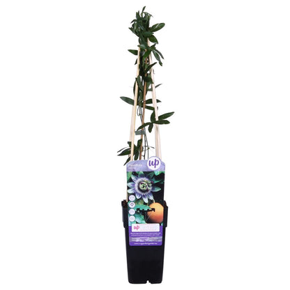 Passiflora blue - ↨65cm - ø15