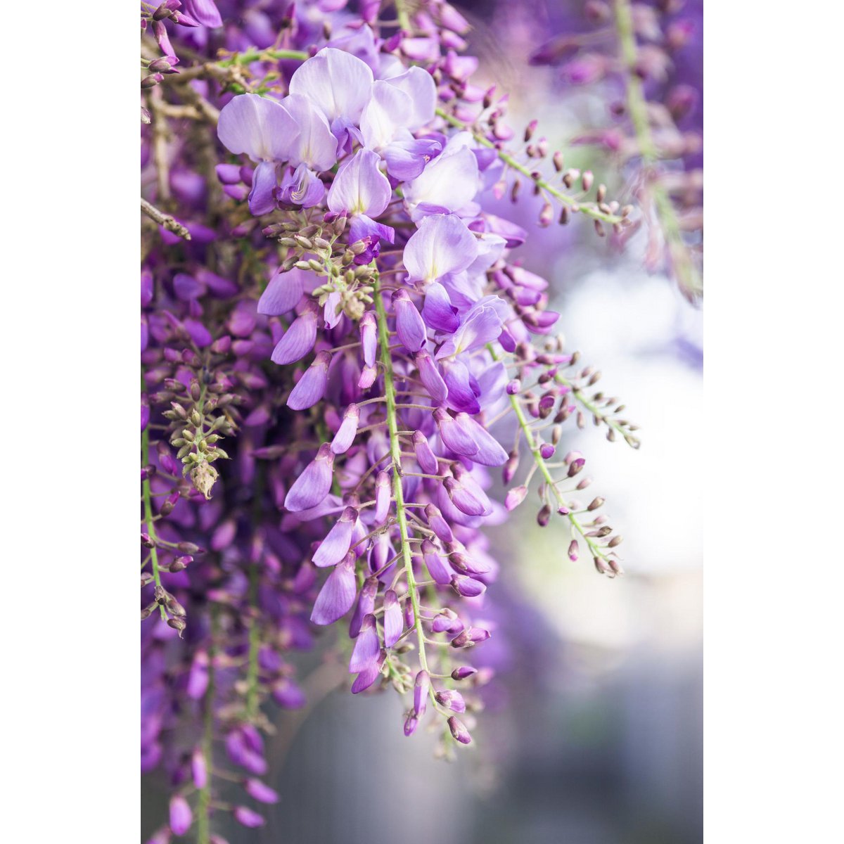 Wisteria Floribunda 'Naga Noda' - Purple rain - Ø15cm - ↕65cm