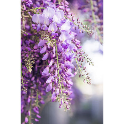Wisteria Floribunda 'Naga Noda' - Purple rain - Ø15cm - ↕65cm