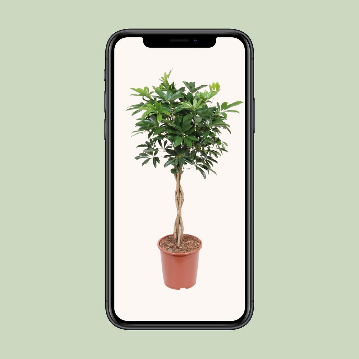 Schefflera Arboricola 'Compacta' | [P27-H120]