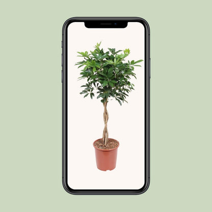 Schefflera Arboricola 'Compacta' | [P27-H120]