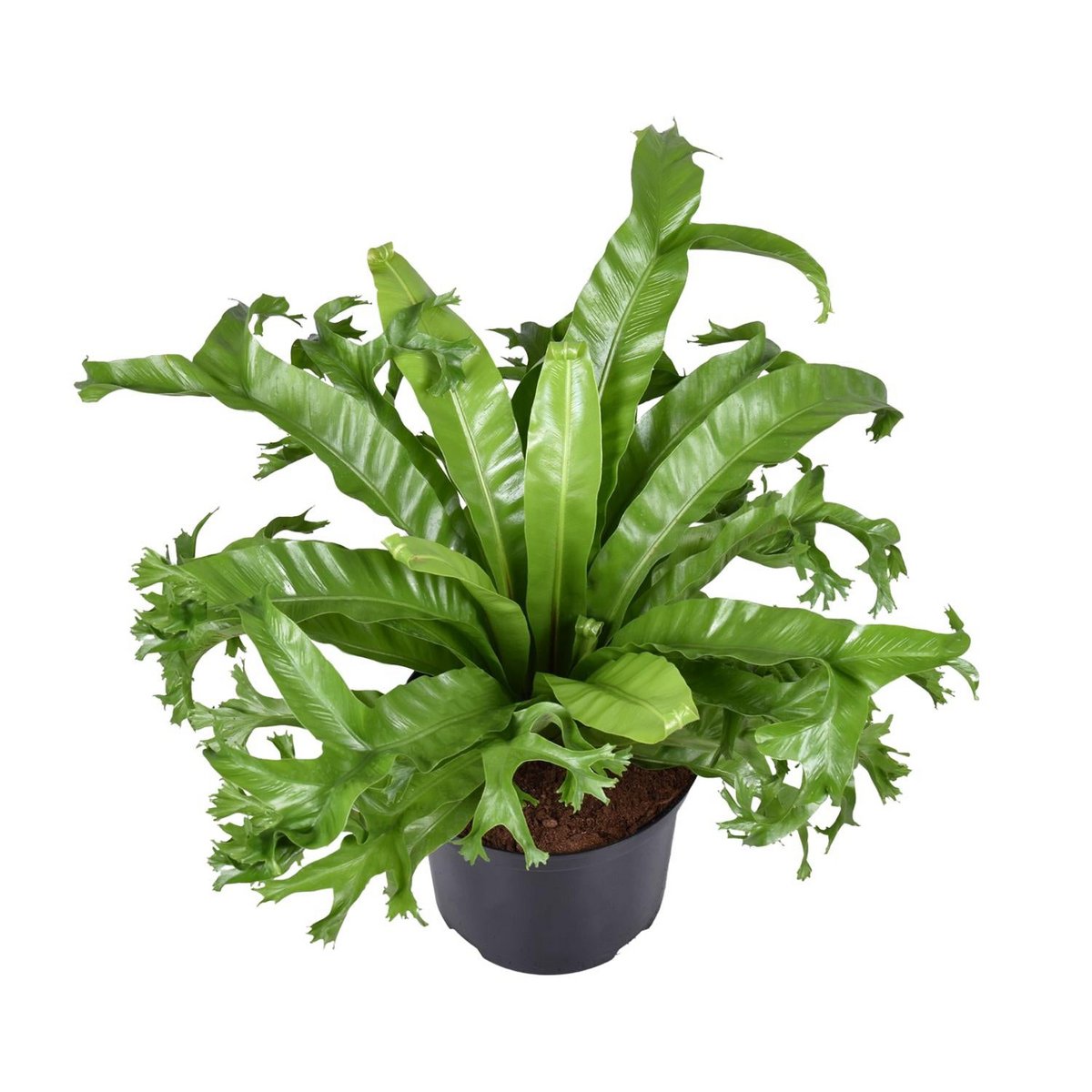 Asplenium Crissie | [P23-H55]
