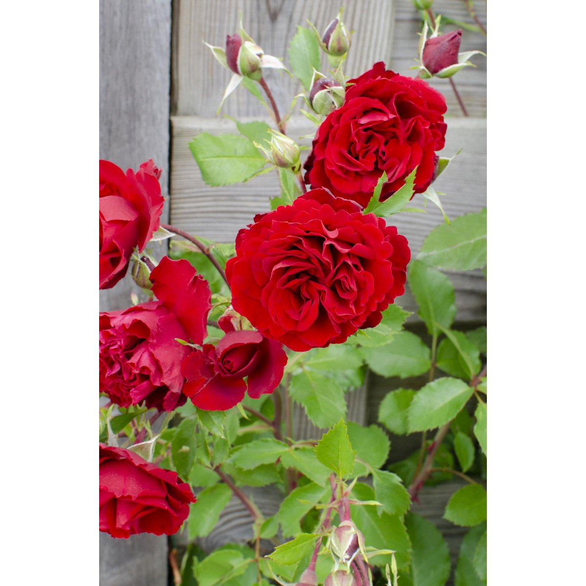 Rosa Crazy in love 'Red' - Rode Roos - Ø15cm - ↕65cm