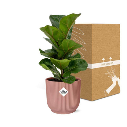 Ficus Lyrata 'Bambino' in ELHO Vibes Fold 14cm pink