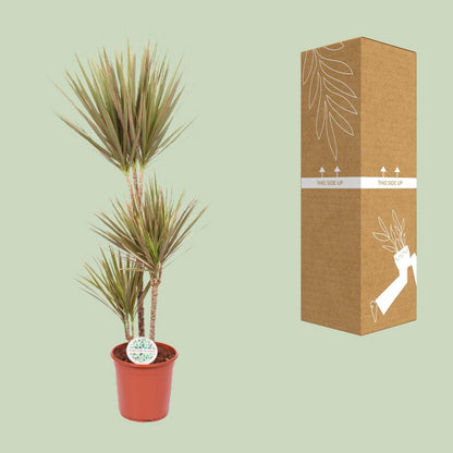 Dracaena Bicolor - Ø24cm - ↕115cm