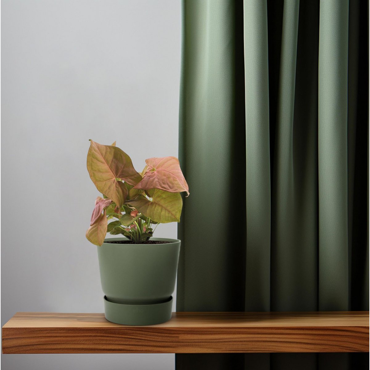 Syngonium Neon - Ø12cm - ↕25cm