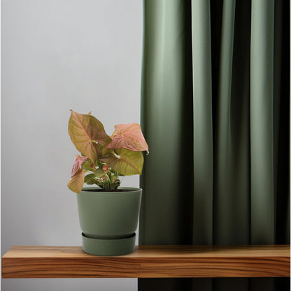 Syngonium Neon - Ø12cm - ↕25cm