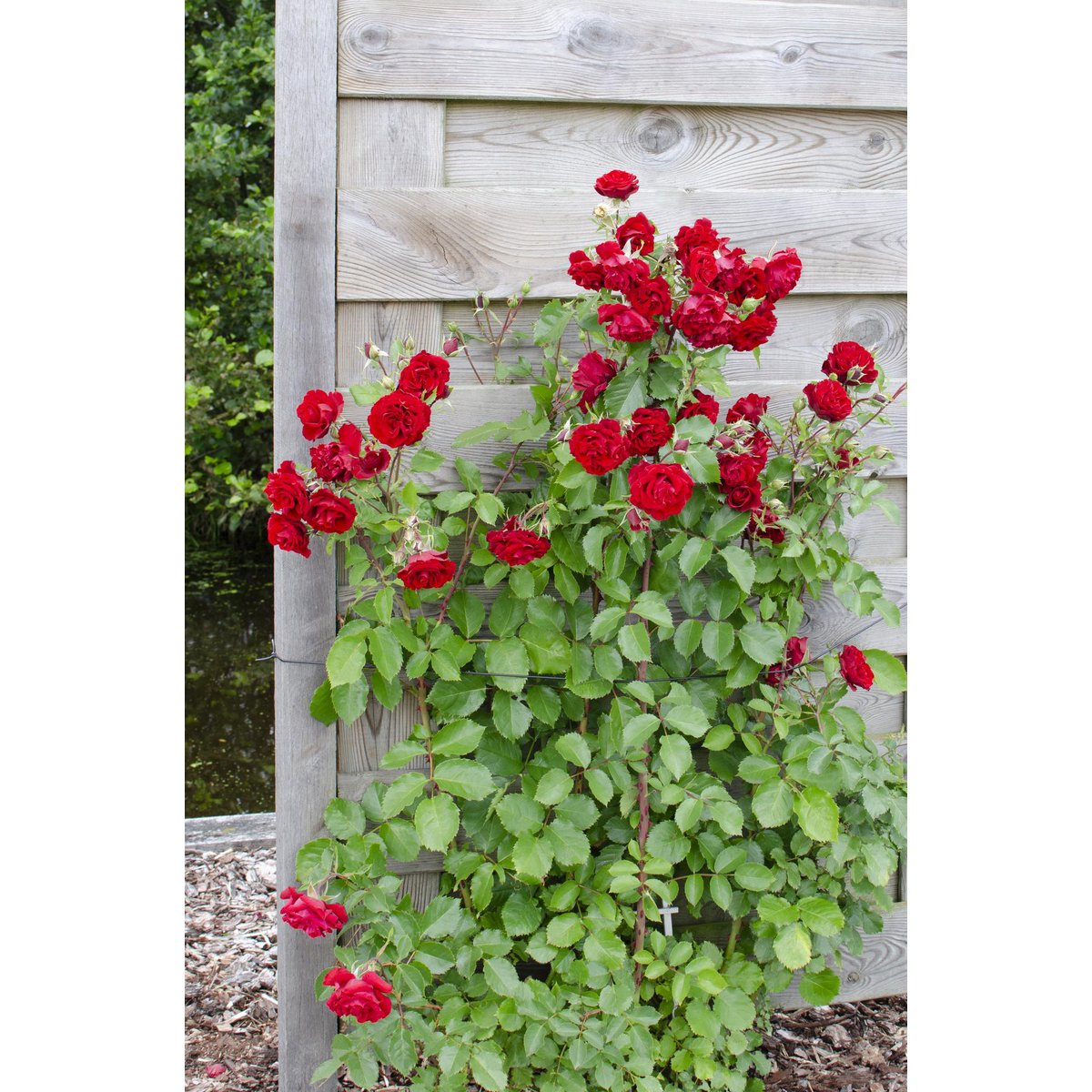 3x - Rosa Crazy in love 'Red' - ↨65cm,Ø15