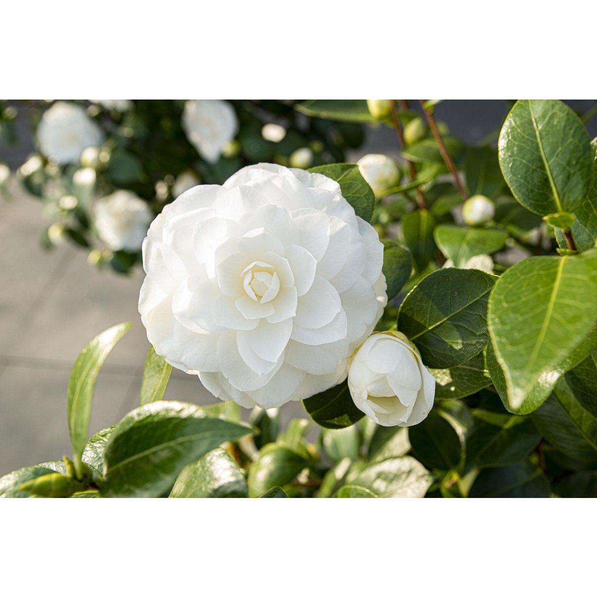 Camellia jap. 'Nuccio's Gem' - Ø19cm - ↕65cm