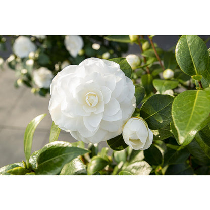 Camellia jap. 'Nuccio's Gem' - Ø19cm - ↕65cm