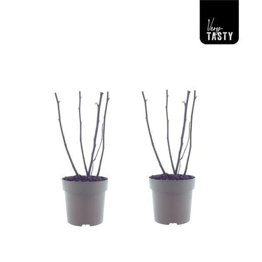 Ficus Bornholm (15017) - 2 pieces - Ø15cm - ↕40cm