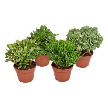 Crassula Mix - 4 stuks - Ø15cm - ↕20cm