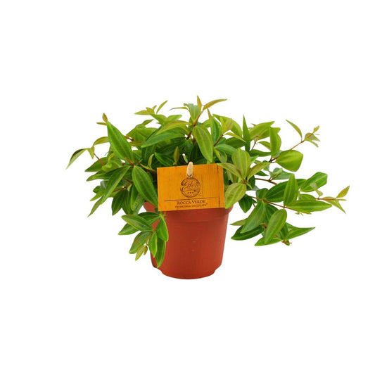 Peperomia Ang. Rocca Viva - Ø11cm - ↕15cm