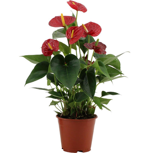 Anthurium Success Red In Transparant Sleeve - Ø14cm - ↕43cm