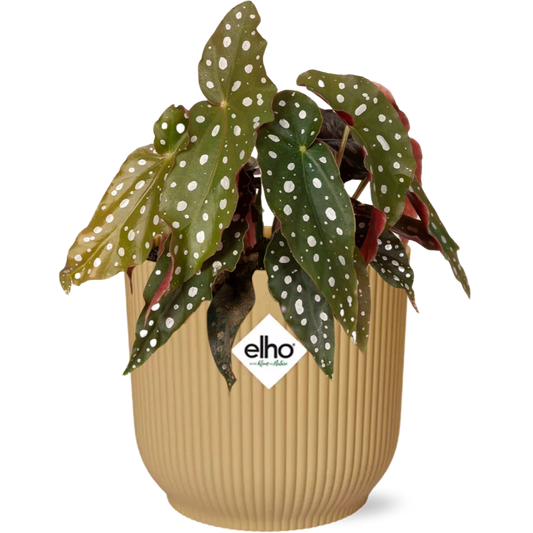 Begonia Maculata + ELHO Vibes Fold 14cm geel