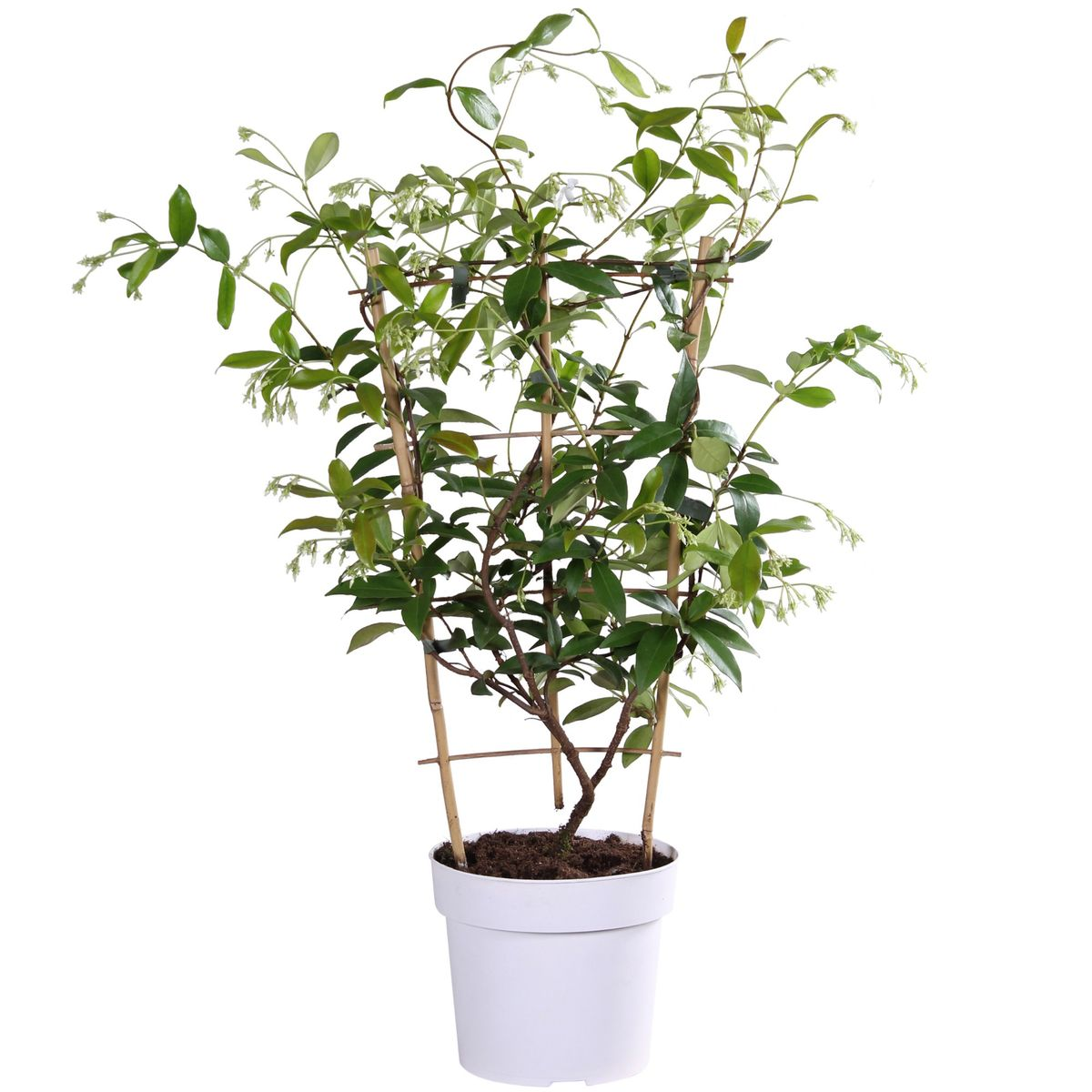 Trachelospermum 'Star of Toscana' - Tuscan Jasmine Geel - Ø15cm - ↕65cm