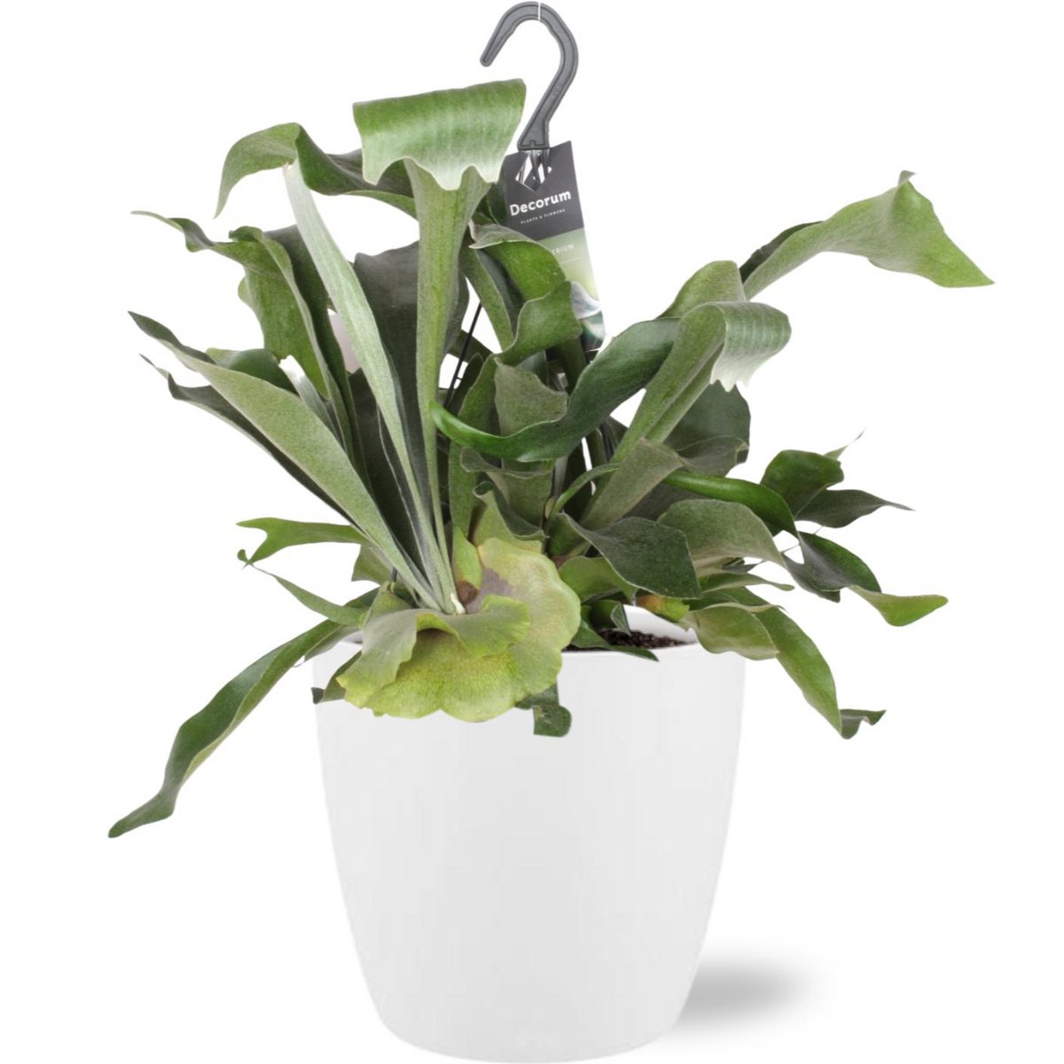 Platycerium Bifurcatum - Ø17cm - ↕30cm + Pot Brussels D18x17cm - Wit