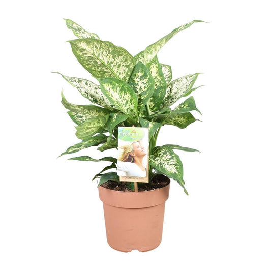 Dieffenbachia Compacta | [P17-H45]