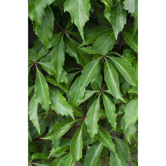 4x - Parthenocissus q. var. 'Engelmannii' - ↨65cm - Ø15