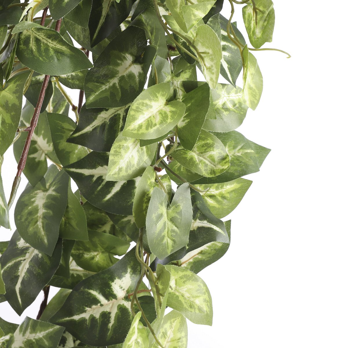 Artificial hanging plant Fittonia Green