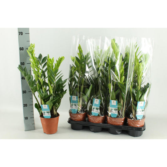 Zamioculcas 14 Cm - Ø14cm - ↕65cm