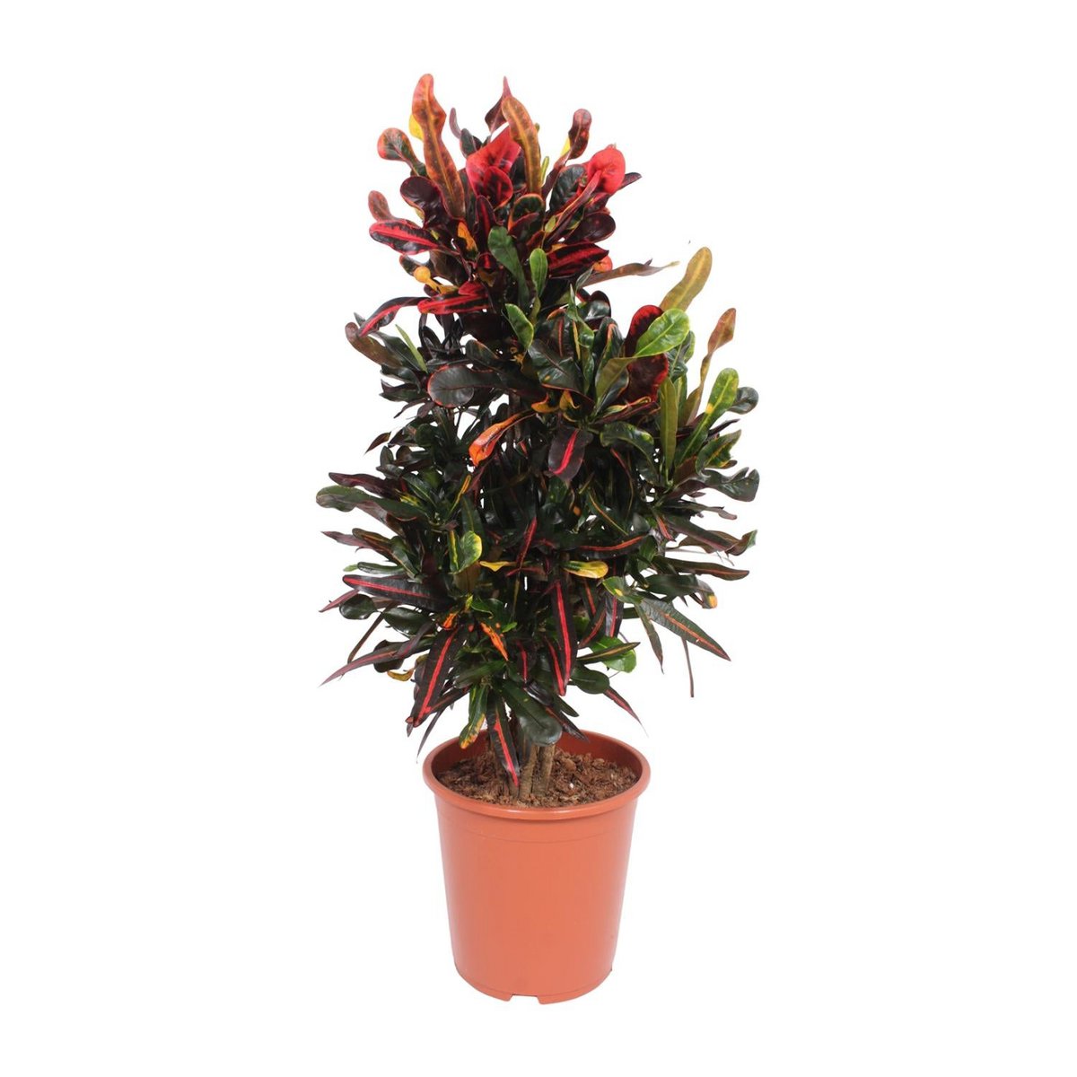 Codiaeum Mammi (Croton Mammi) | [P27-H100]