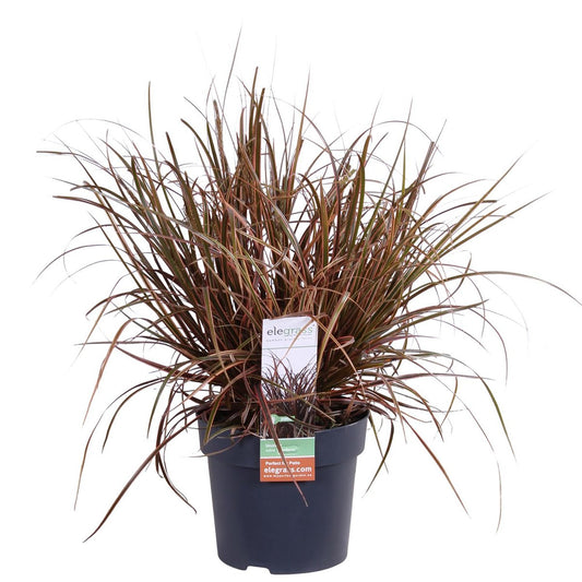Uncinia rubra 'Everflame' - ↕30cm - Ø14