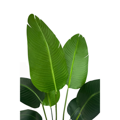 Artificial Strelitzia Plant 120cm