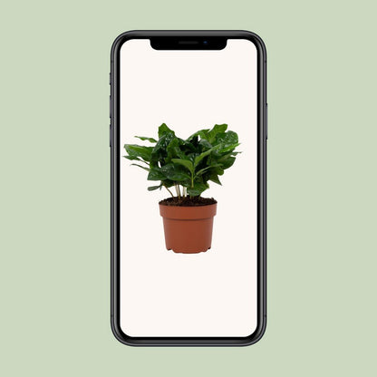 Coffea Arabica 12cm - Ø12cm - ↕22cm