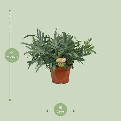 Phlebodium Blue Star | [P26-H80]