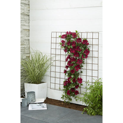 Clematis BoulevardÂ® Nubiaâ„¢ - ↕65cm - Ø15