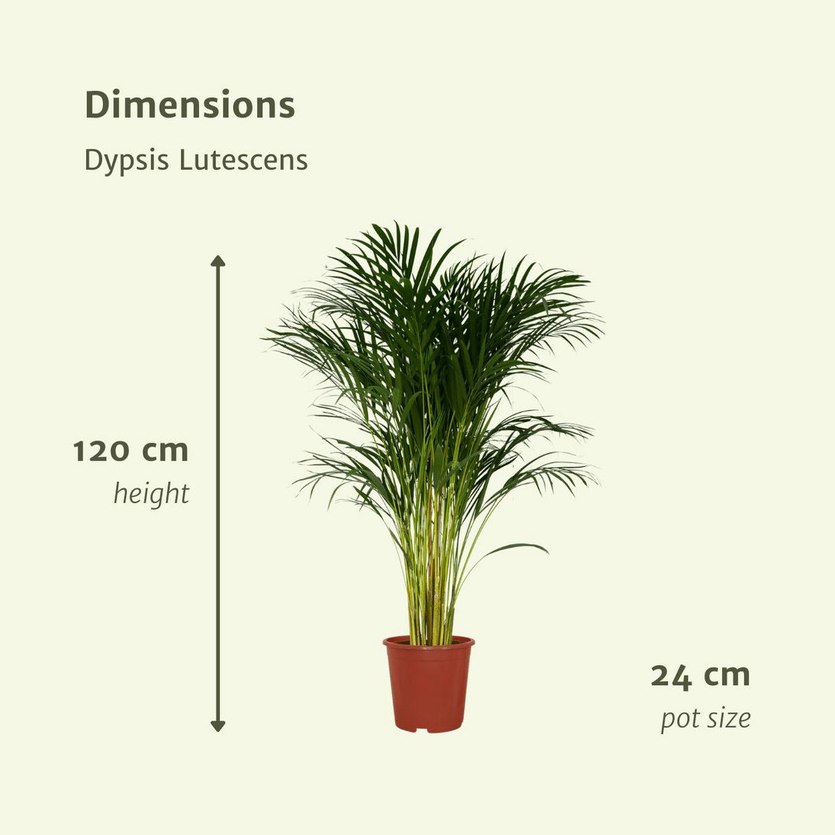 Dypsis Lutescens - Areca Palm - Ø24cm - ↕120cm