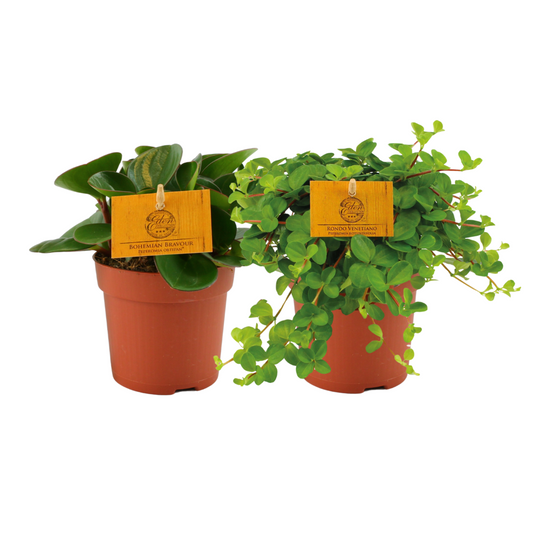 Peperomia Duo 1.0 - 2 pieces - Ø10.5cm - ↕15cm