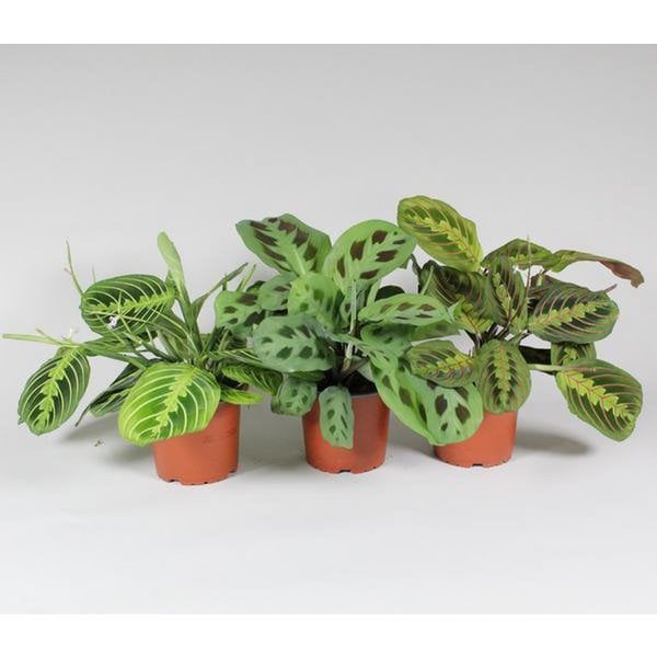 Maranta Leoneura 'Fascinator' Mix 3 Types