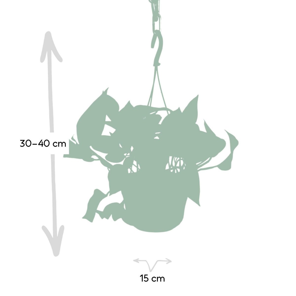 Epipremnum Golden Pothos - Scindapsus - Ø15cm - ↕25cm