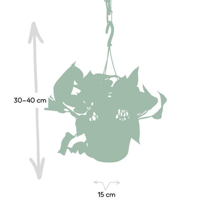 Epipremnum Golden Pothos - Scindapsus - Ø15cm - ↕25cm