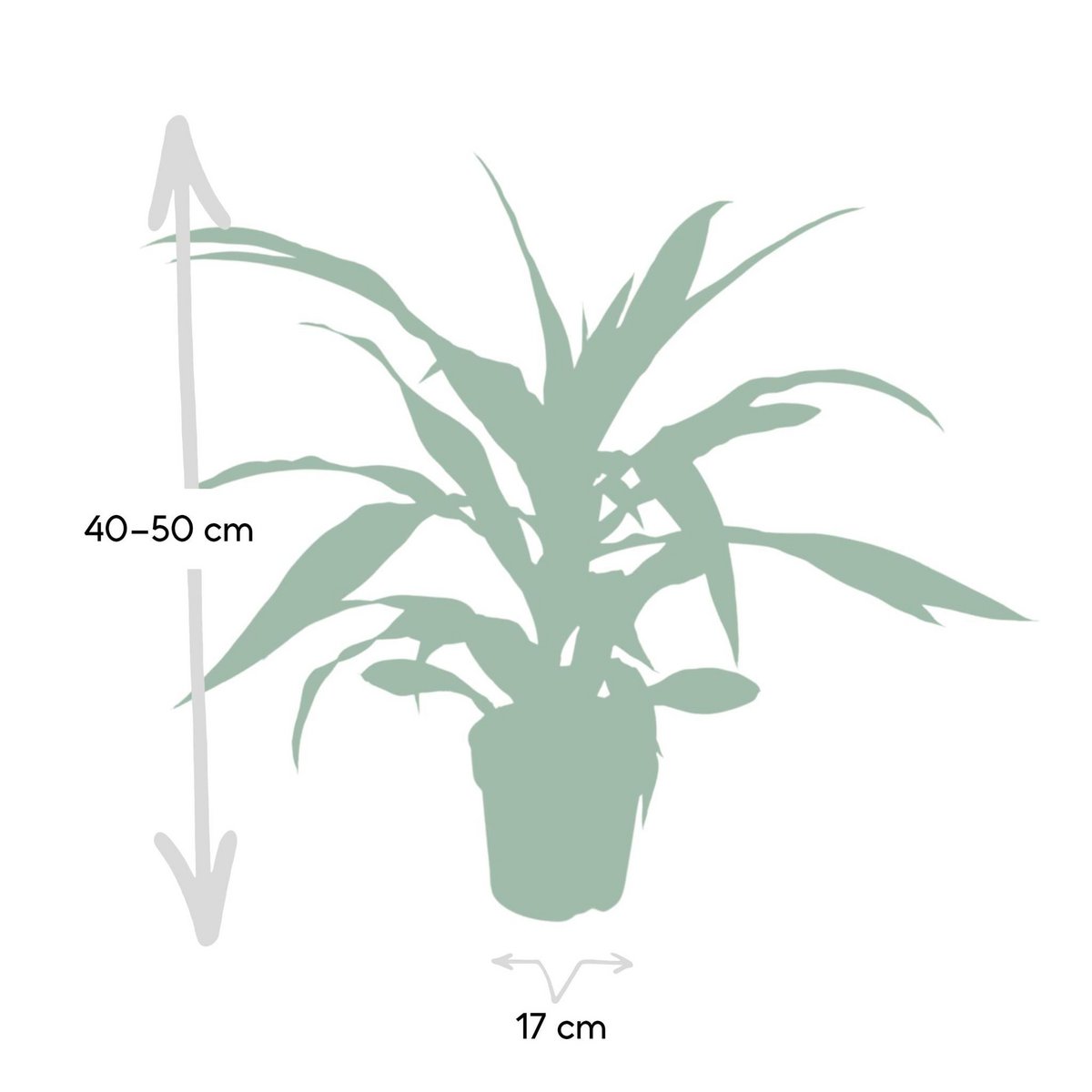 Dracaena Fragrans Lemon Lime - Dragon Tree - Ø17cm - ↕40cm