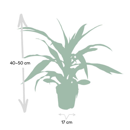 Dracaena Fragrans Lemon Lime - Dragon Tree - Ø17cm - ↕40cm