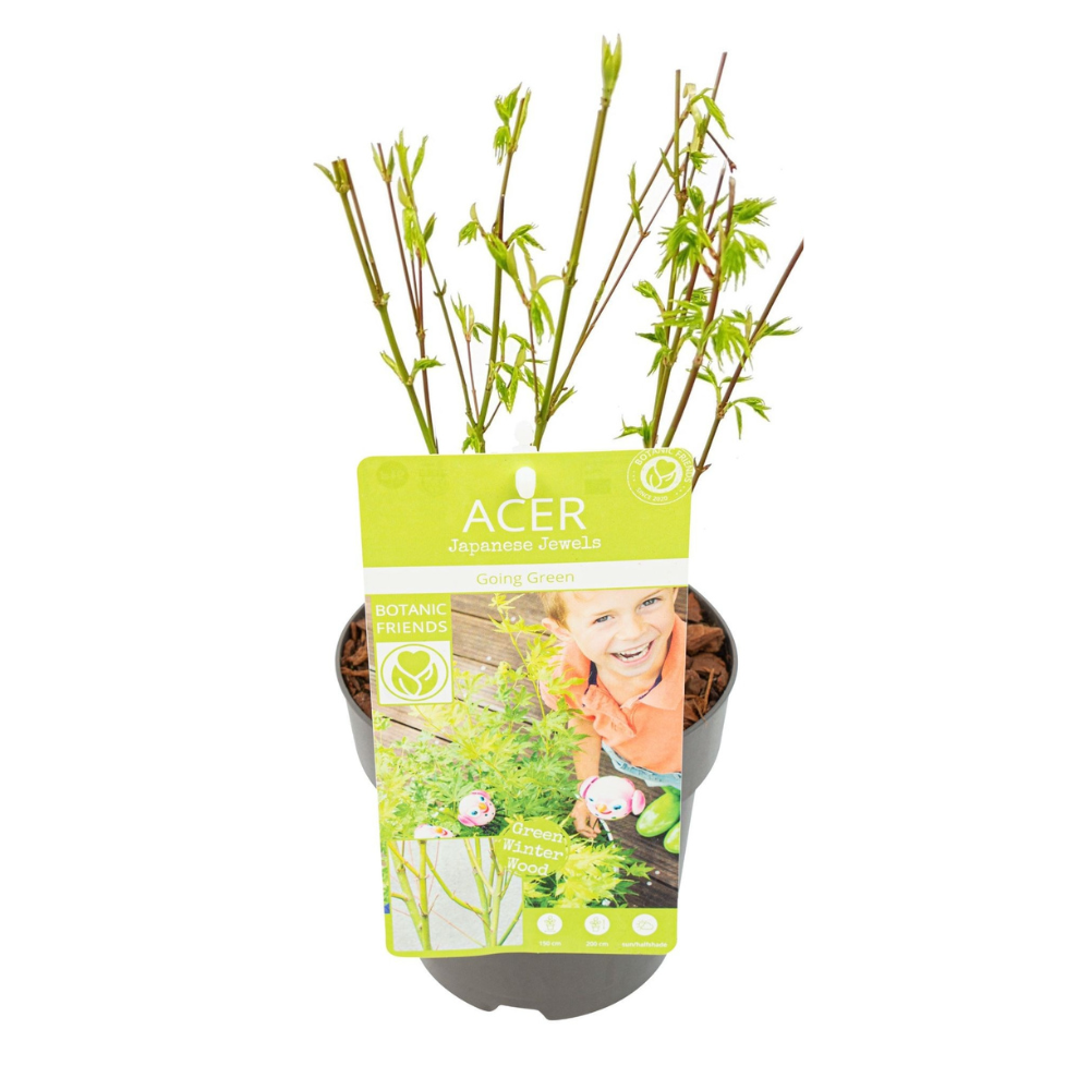 PROMO - Acer palm. 'Going Green' - Ø15cm - ↕50cm